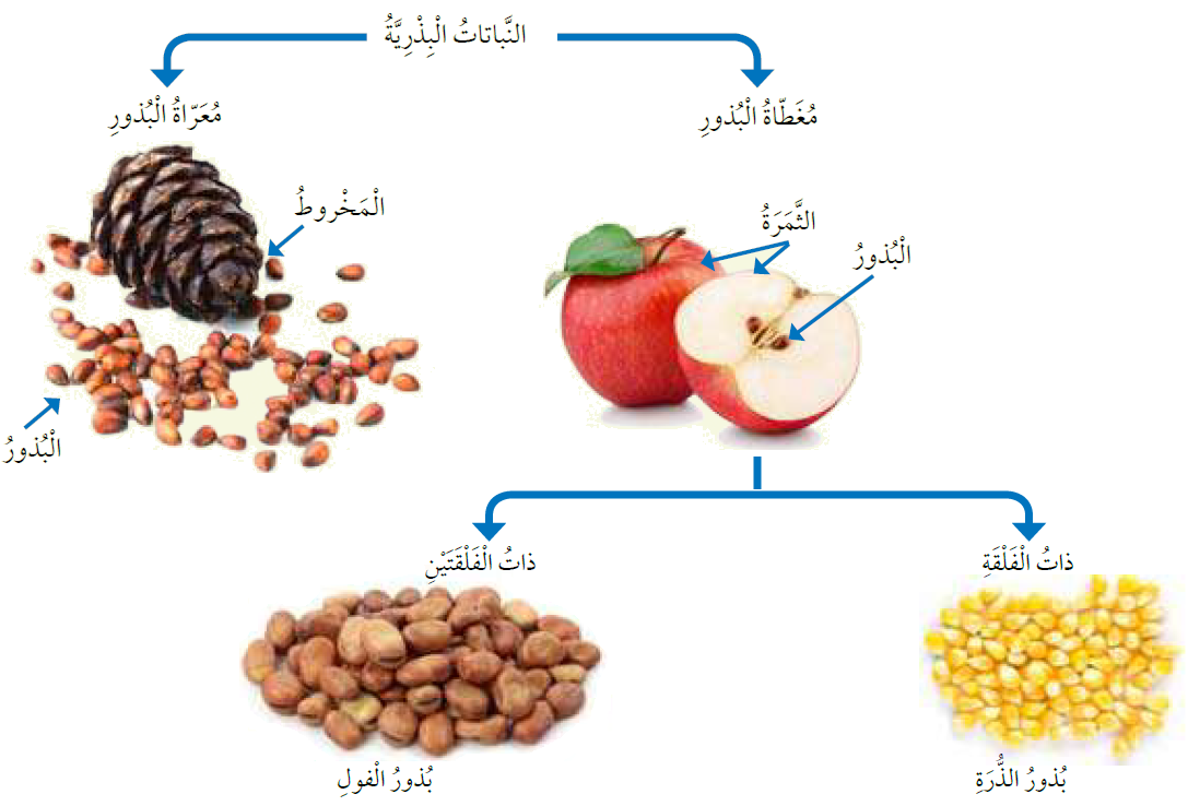 النباتات البذرية